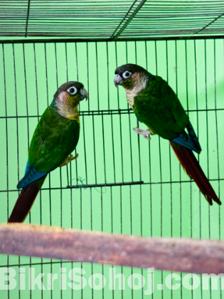 2 pair Breeding Conours